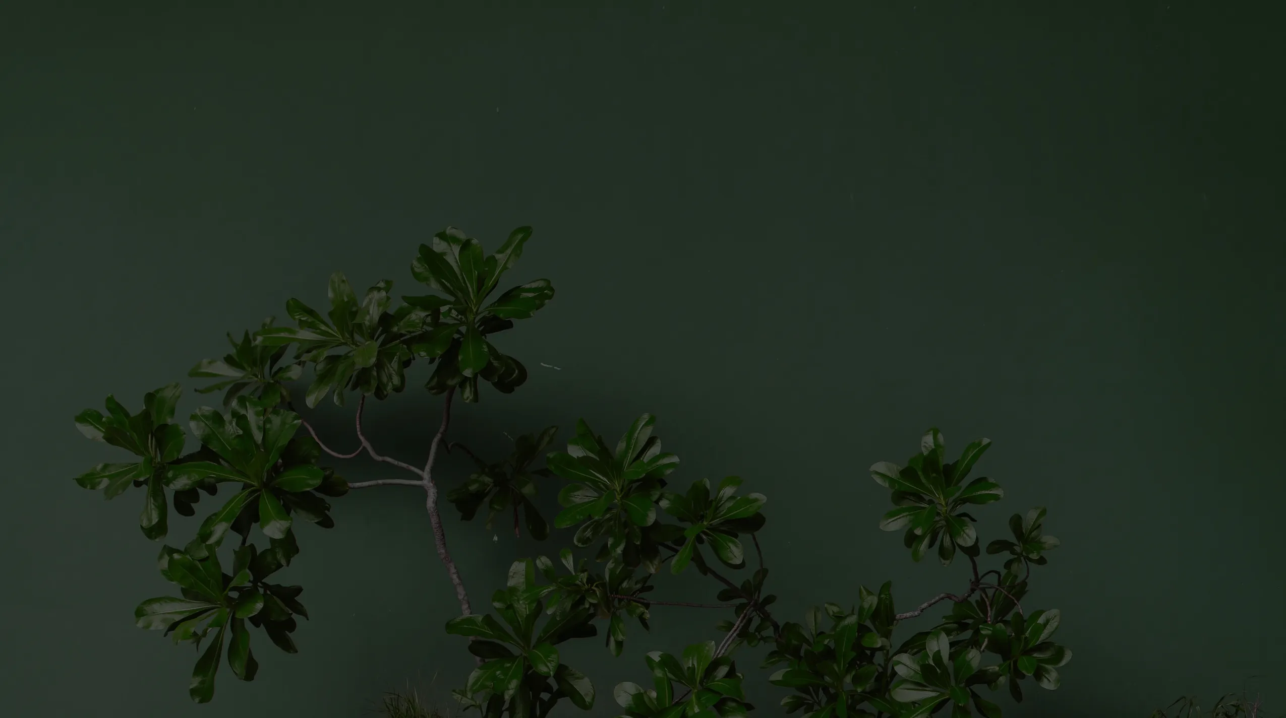 ÁRbol en fondo verde