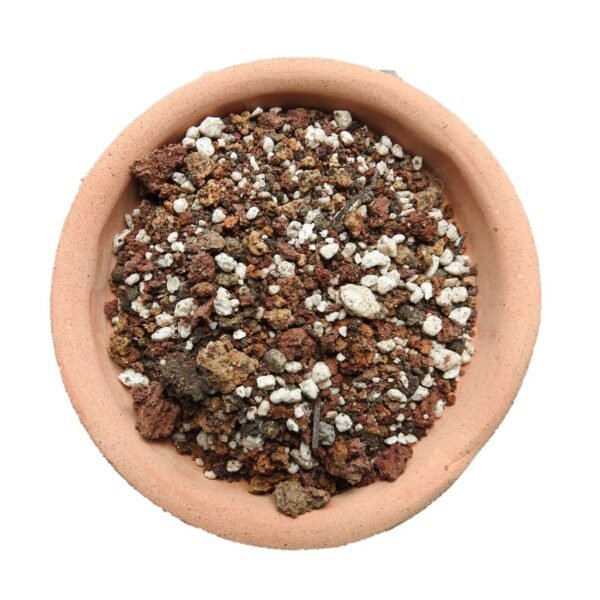 Sustrato para cactus portada Sustrato para cactus y suculentas a granel en planto de barro