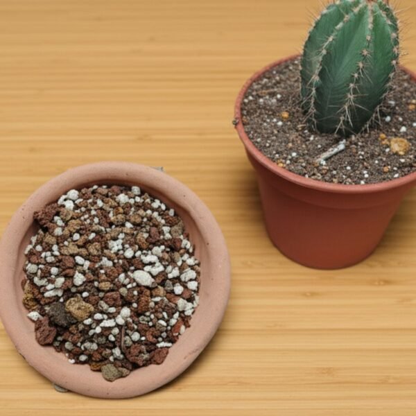 Sustrato cactus 2 Sustrato para cactus junto a un cactus