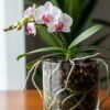 Orquidea Orquidea phalaenopsis en maceta de cristal