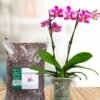 Orquidea y sustrato Orquídea phalaenopsis con sustrato para orquídeas Vinde