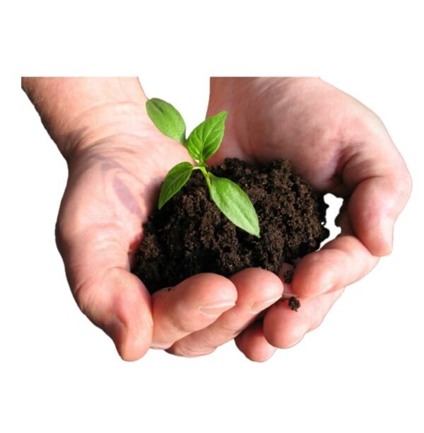 Tierra preparada para germinar Tierra preparada en manos con planta