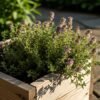 Tomillo en jardinera