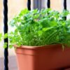 Semillas de cilantro para sembrar en jardinera