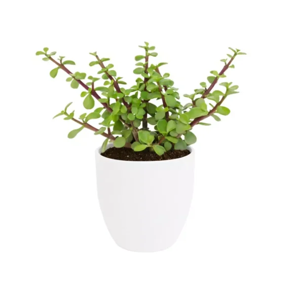 Arbol abundancia maceta blanca Árbol de la abundancia en balita de barro pintada de blanco