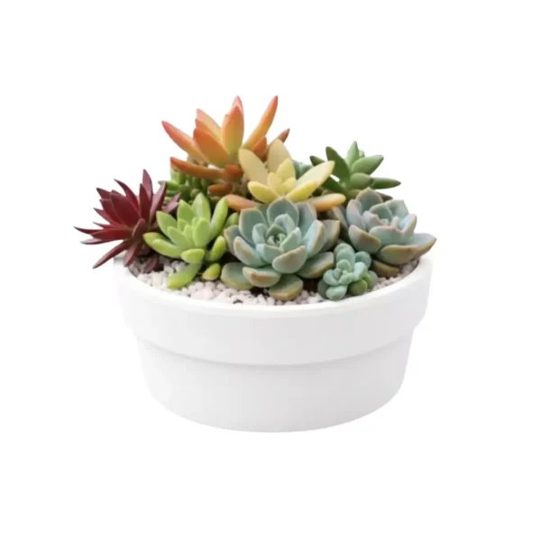 Centro de mesa maceta blanca Arreglo con plantas suculentas con sticker en maceta de barro. Regalo personalizado para eventos sociales o empresariales