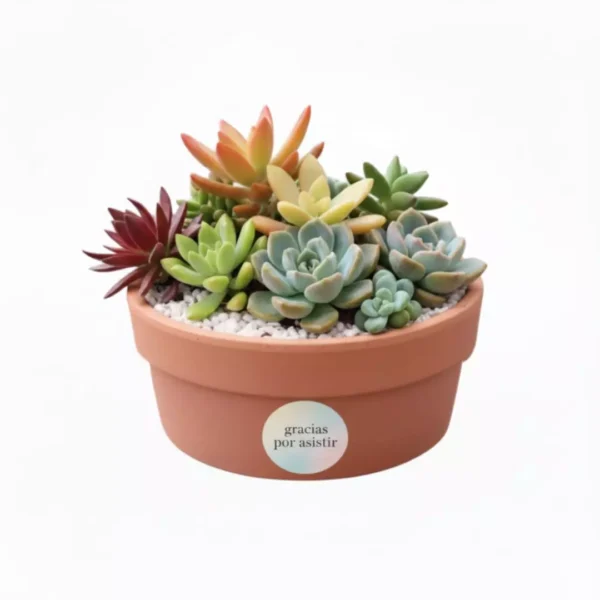 Centro de mesa suculentas Centro de mesa con plantas suculentas y maceta de barro. Regalos ecológicos y sustentables