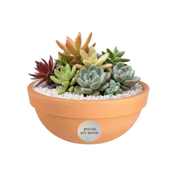 Centro mesa barro suculentas CDMX boda Arreglo con plantas suculentas con sticker en maceta de barro. Regalo personalizado para eventos sociales o empresariales