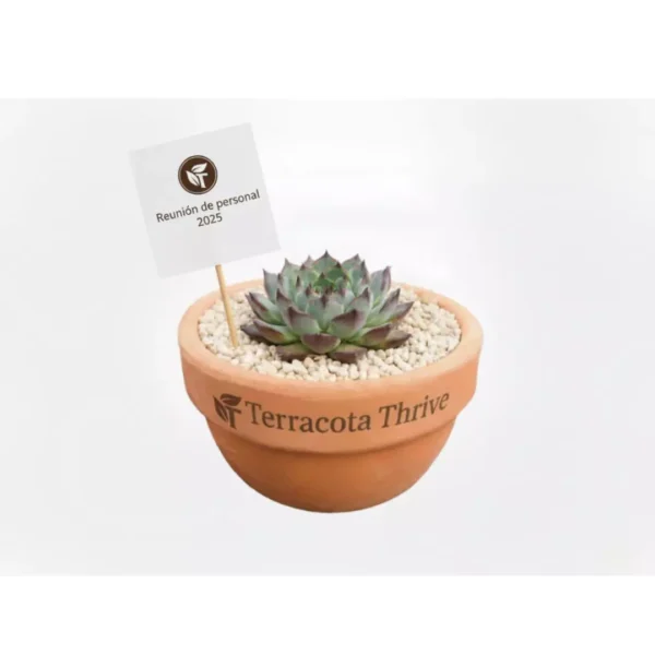 Eventos corporativos recuerdos Tazón de barro con suculentas para eventos sociales y corporativos en CDMX