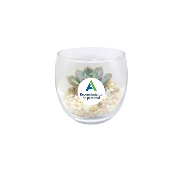 Eventos empresariales suculentas Miniterrarios con suculentas. Give aways ecológicos para empresas y eventos corporativos en CDMX
