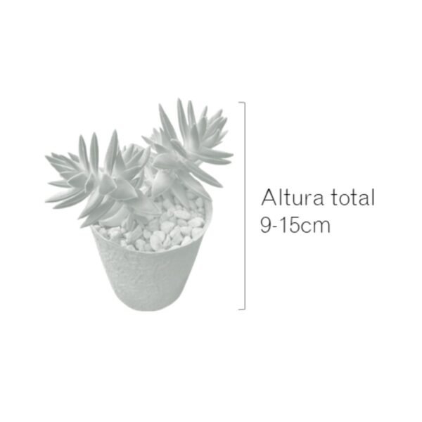 Fotos catálogo eventos (1) Suculentas en maceta para eventos