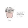Dimensiones suculentas Plantas suculentas para eventos de Vinde garden center. Dimensiones