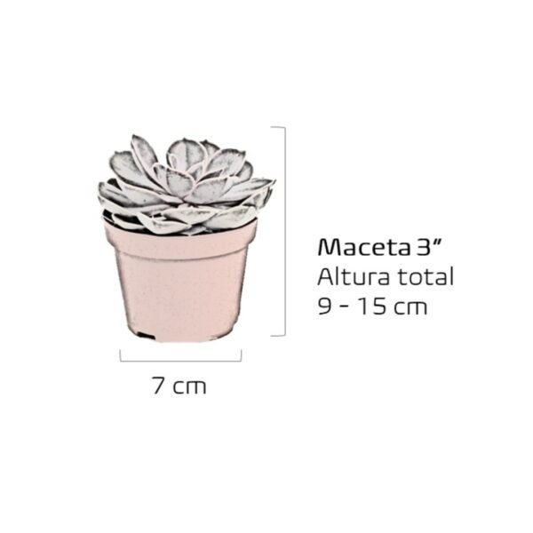 Dimensiones suculentas Plantas suculentas para eventos de Vinde garden center. Dimensiones
