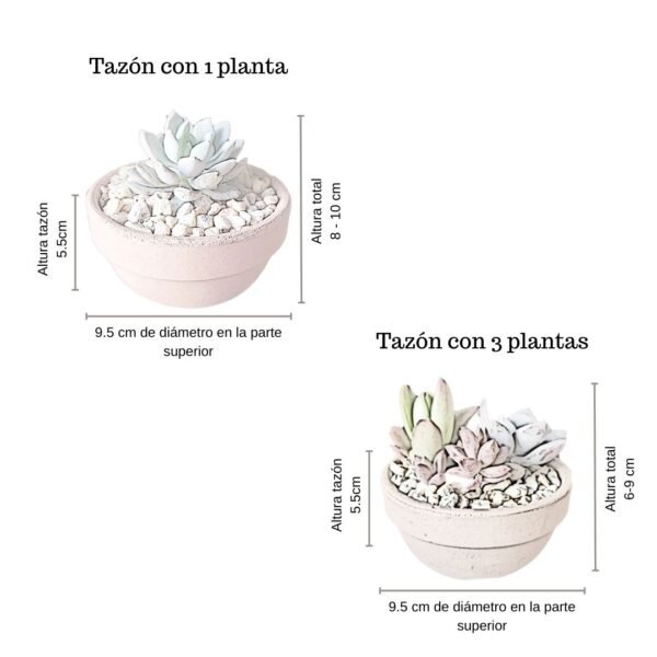 Fotos catálogo eventos (3) Tazones con suculentas