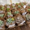 Give aways suculentas yute vinde Plantas suculentas envueltas en yute para eventos sociales