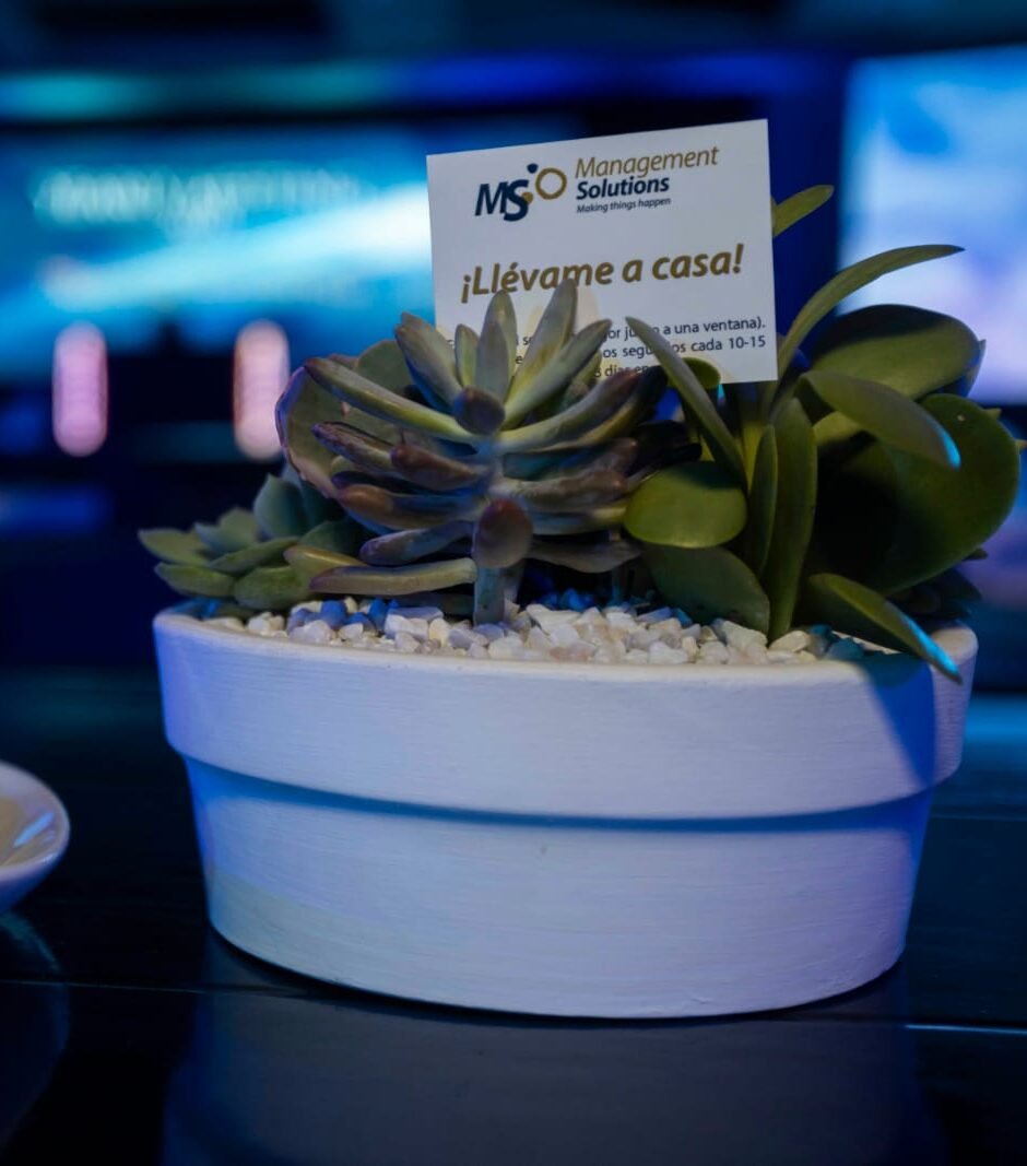 Arreglo de suculentas