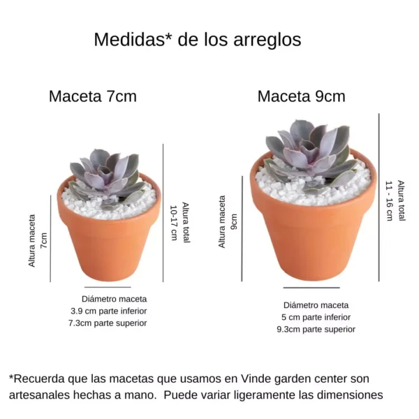 Medidas recuerdos Vinde Medidas de plantas suculentas en barro de Vinde garden center