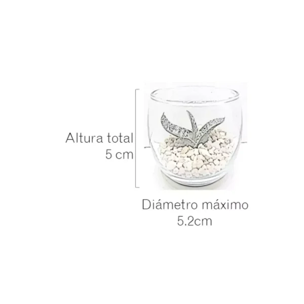 Miniterrarios suculentas Vinde medidas Miniterrarios con suculentas para eventos sociales