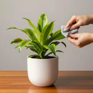 Persona limpiando las hojas de una planta