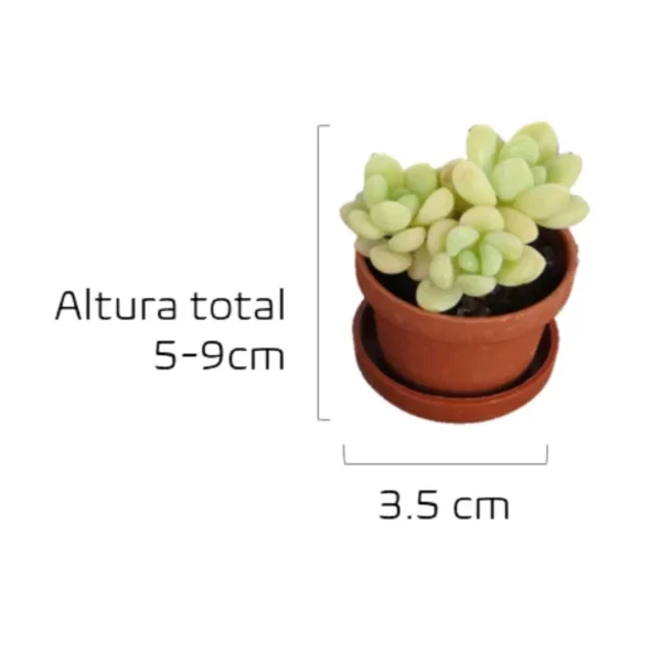 Plantas mini Vinde tamaño Suculentas miniatura para eventos de Vinde garden center medidas