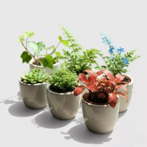 Plantas miniatura para espacios pequeños. Tienda vinde garden center
