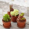 Plantas miniatura suculentas recuerdos CDMX Suculentas miniatura para eventos sociales y empresariales de Vinde garden center