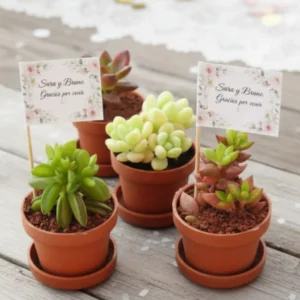 Plantas miniatura suculentas recuerdos CDMX Suculentas miniatura para eventos sociales y empresariales de Vinde garden center