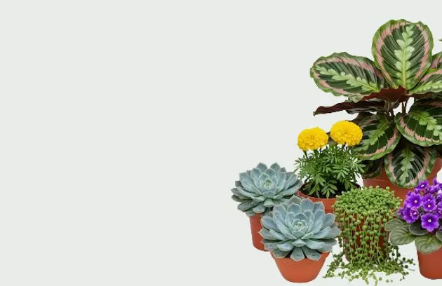 Plantas de interior, exterior, para jardín, suculentas y más en Vinde