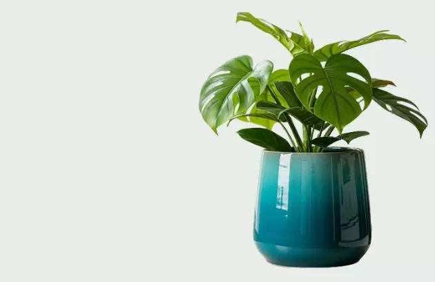 Planta de interior monstera en maceta vidriada