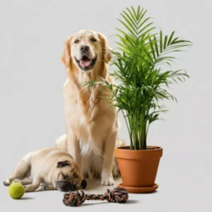 Plantas que no ponen en riesgo a tu mascota
