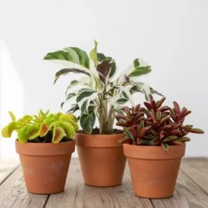 Plantas raras: calatheas, suculentas y carnívoras en CDMX