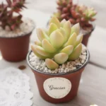 Plantas suculentas para eventos sociales y empresariales en CDMX