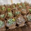 Plantas suculentas regalos ecologicos CDMX Plantas suculentas envueltas en tela para eventos sociales