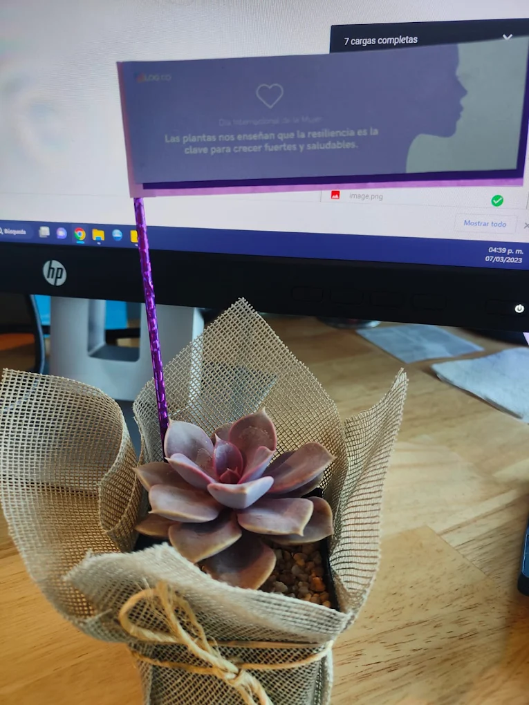 Macetas con suculentas Vinde