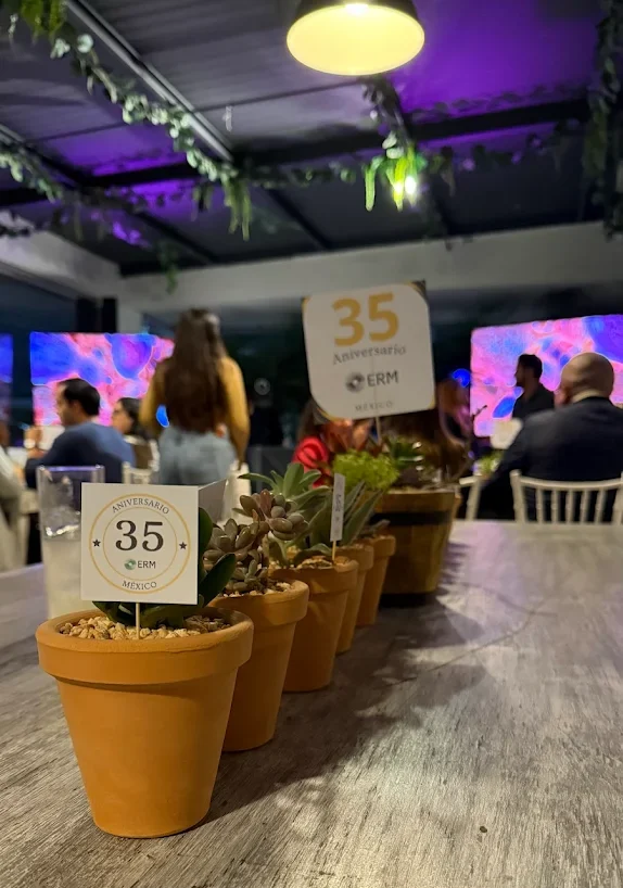 Macetas con suculentas VindeMacetas con suculentas Vinde