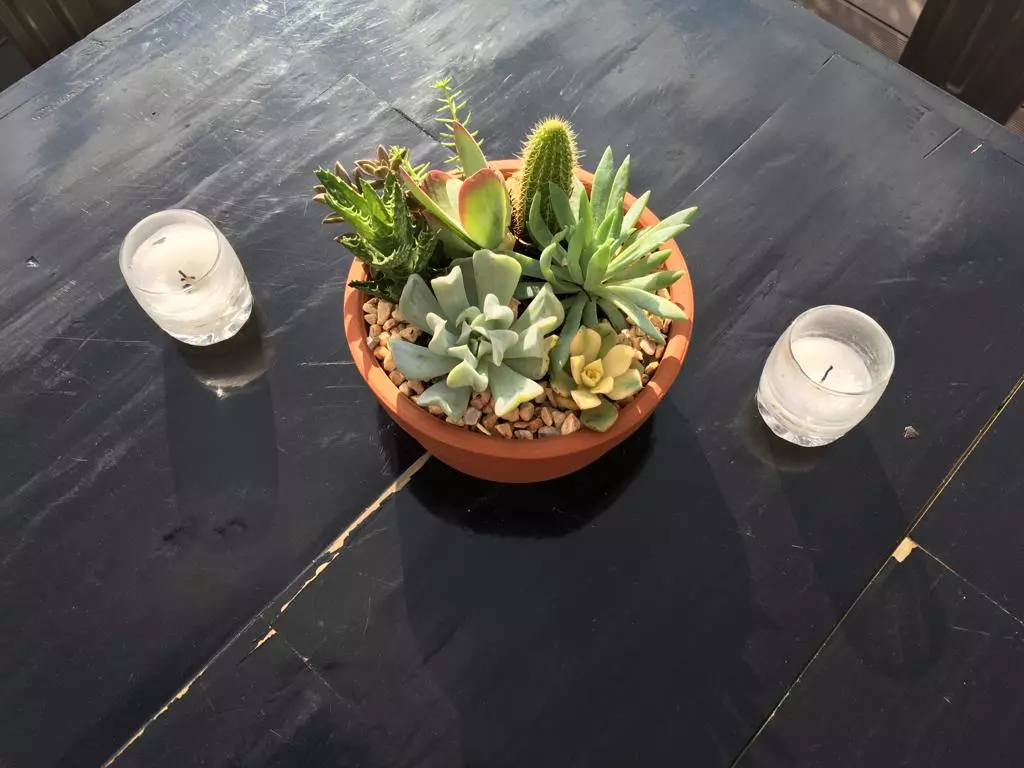 Recuerdos con suculentas para baby shower. Vinde garden center CDMX