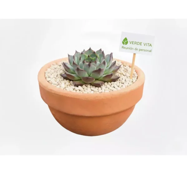 Recuerdos Vinde CDMX Tazón de barro con suculentas para eventos sociales y corporativos en CDMX