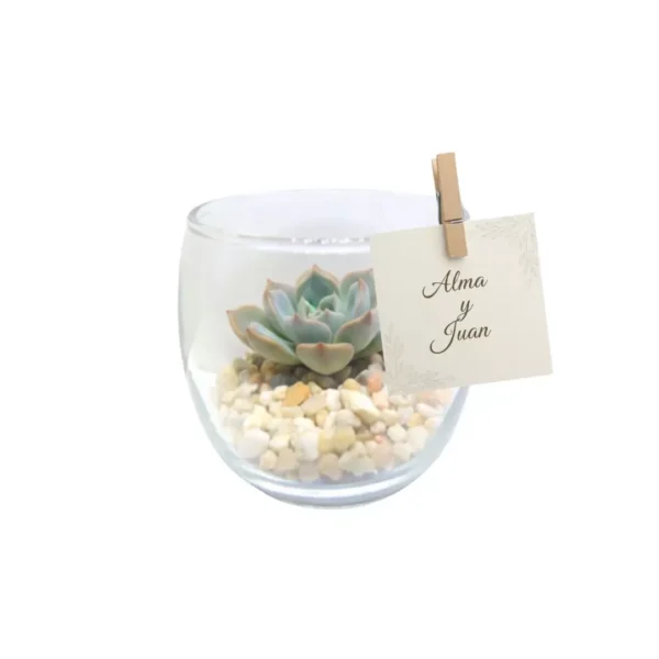 Recuerdos boda cdmx Miniterrarios con suculentas. Give aways ecológicos para bodasen CDMX