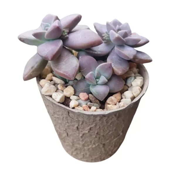 Recuerdos ecológicos Vinde Tienda de recuerdos ecológicos para bodas y graduaciones en CDMX