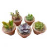 Recuerdos ecologicos eventos sociales Plantas suculentas en maceta de barro para eventos sociales en CDMX: Vinde garden center