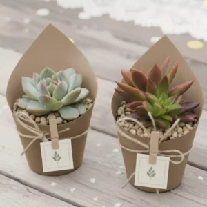 Plantas suculentas envueltas en tela para eventos empresariales y sociales