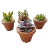 Recuerdos eventos Vinde Plantas suculentas en maceta de barro para eventos sociales en CDMX, con personalización