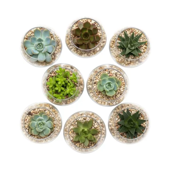 Recuerdos suculentas CDMX Miniterrrios con suculentas para eventos sociales y empresariales en CDMX