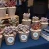 Recuerdos suculentas Vinde Recuerdos ecológicos con suculentas en maceta biodegradable para eventos corporativos CDMX