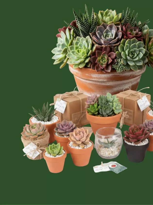 Regalos ecológicos para eventos sociales y empresariales en CDMX