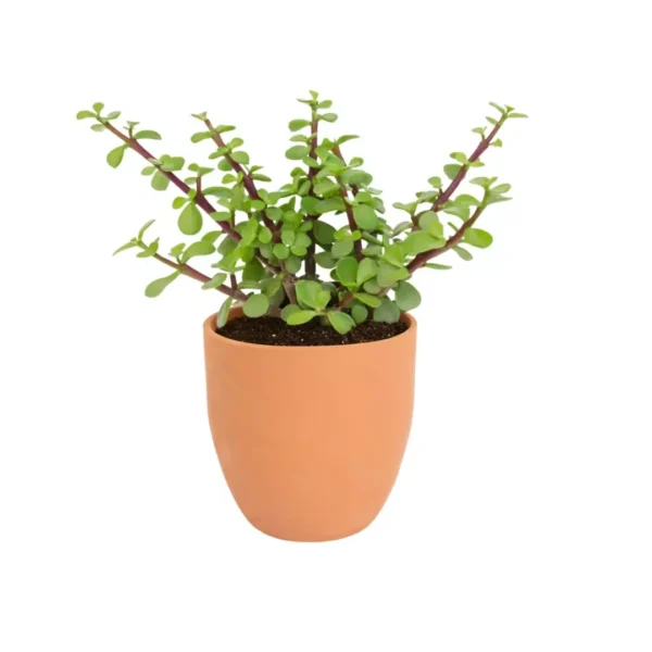 Regalos ecologicos dia del maestro Árbol de la abundancia en balita de barro