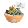 Regalos ecológicos empresariales CDMX Arreglo de suculentas en barro