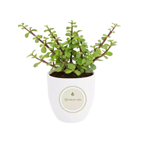 Regalos ecologicos empresas CDMX Árbol de la abundancia en balita de barropintada de blanco con sticker personalizado