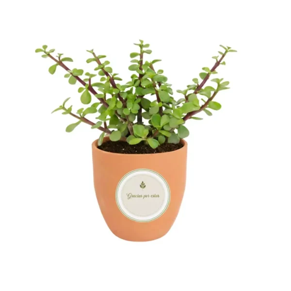 Regalos ecologicos escuelas Árbol de la abundancia en balita de barro con sticker personalizado