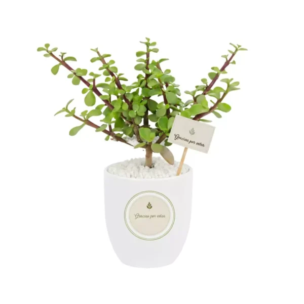 Regalos ecologicos para XV años Árbol de la abundancia en balita de barro pintada de blanco con sticker y banderín personalizado